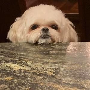 Meet your Posher, Tracey